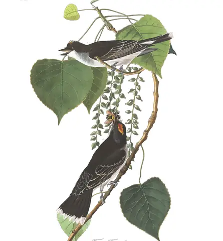 Plate 79 of Audubon's The Birds of America: Eastern Kingbird (Tyrannus tyrannus)