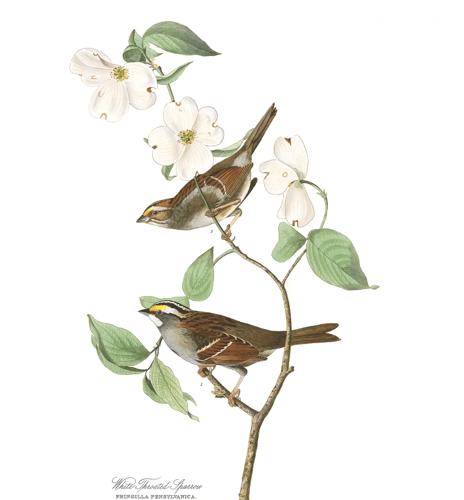 Plate 8 of Audubon's The Birds of America: White-throated Sparrow (Zonotrichia albicollis)