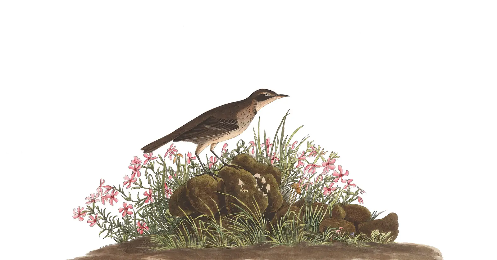 Plate 80 of Audubon's The Birds of America: American Pipit (Anthus rubescens)