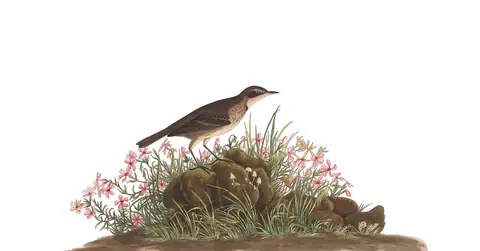 Plate 80 of Audubon's The Birds of America: American Pipit (Anthus rubescens)