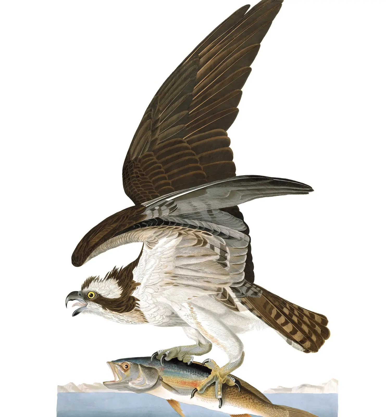Plate 81 of Audubon's The Birds of America: Osprey (Pandion haliaetus)