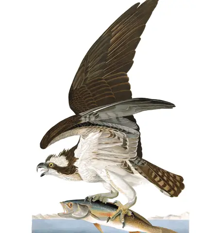 Plate 81 of Audubon's The Birds of America: Osprey (Pandion haliaetus)
