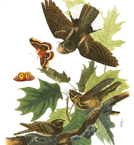 Plate 82 of Audubon's The Birds of America: Eastern Whip-poor-will (Antrostomus vociferus)