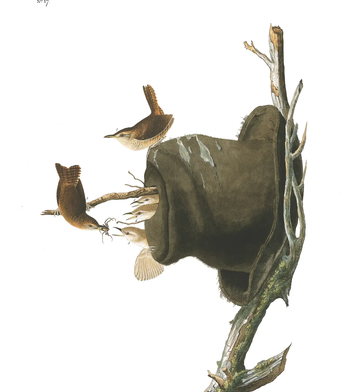 Plate 83 of Audubon's The Birds of America: Northern House Wren (Troglodytes aedon)