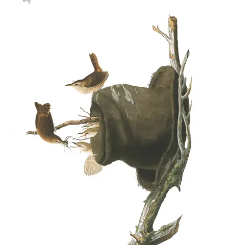 Plate 83 of Audubon's The Birds of America: Northern House Wren (Troglodytes aedon)