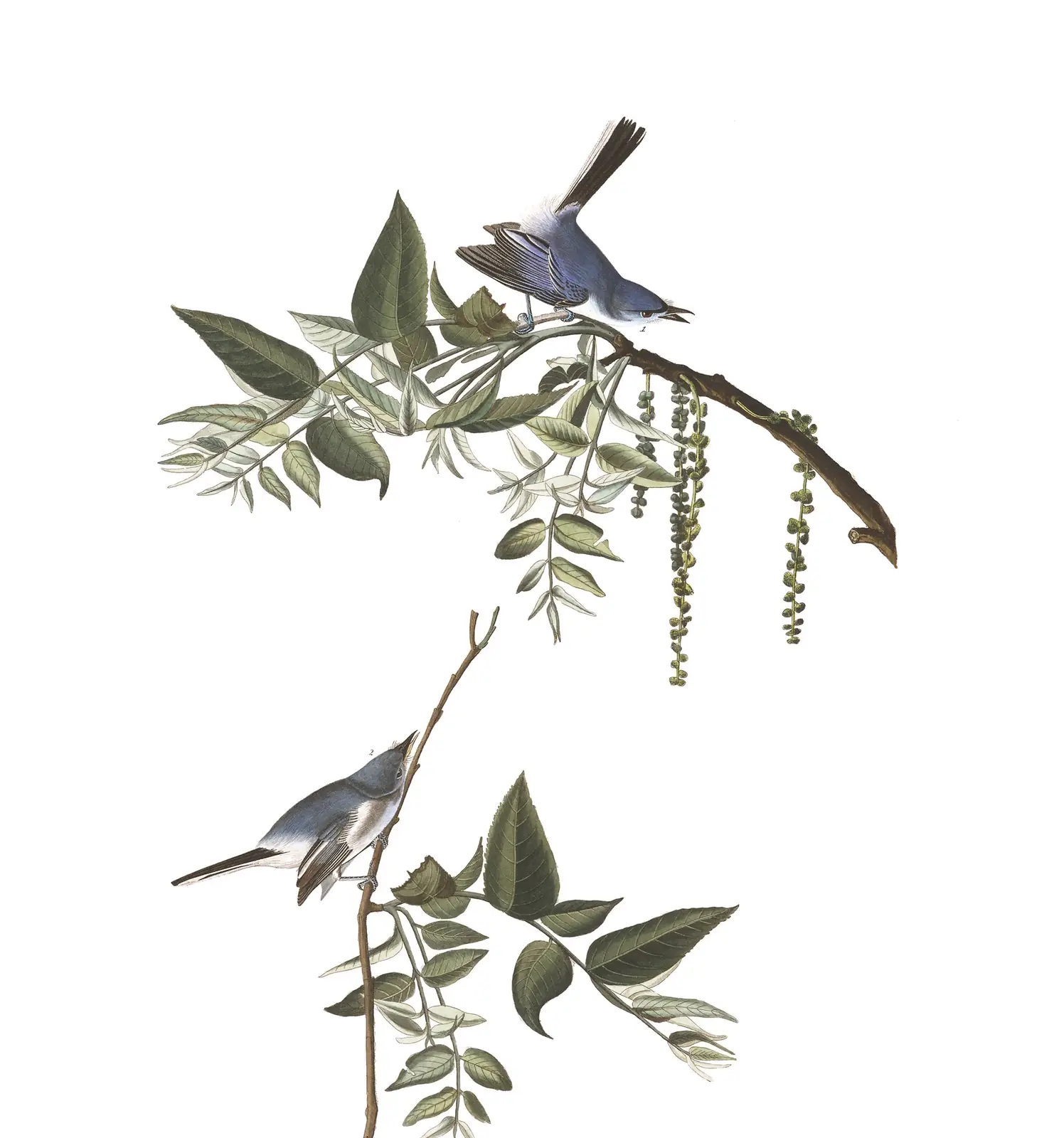 Plate 84 of Audubon's The Birds of America: Blue-gray Gnatcatcher (Polioptila caerulea)