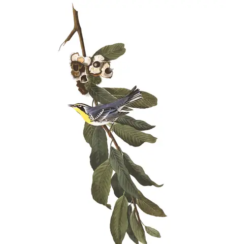 Plate 85 of Audubon's The Birds of America: Yellow-throated Warbler (Setophaga dominica)