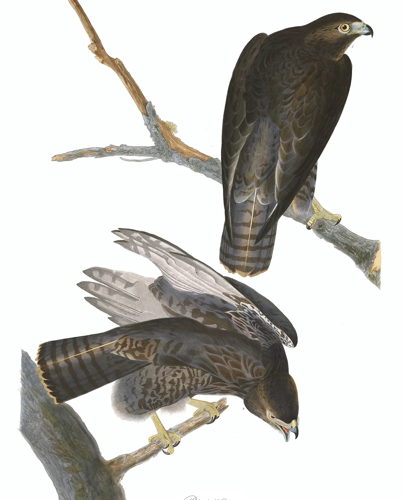 Plate 86 of Audubon's The Birds of America: Red-tailed Hawk (Buteo jamaicensis)