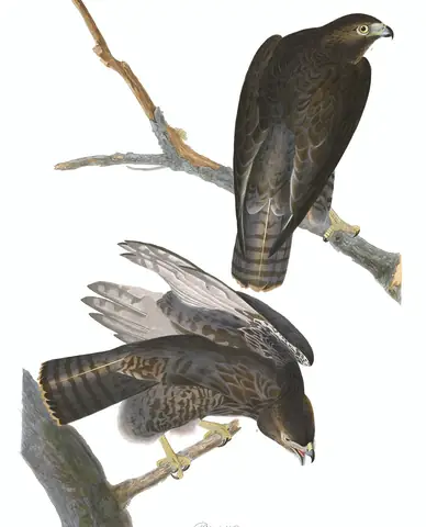 Plate 86 of Audubon's The Birds of America: Red-tailed Hawk (Buteo jamaicensis)
