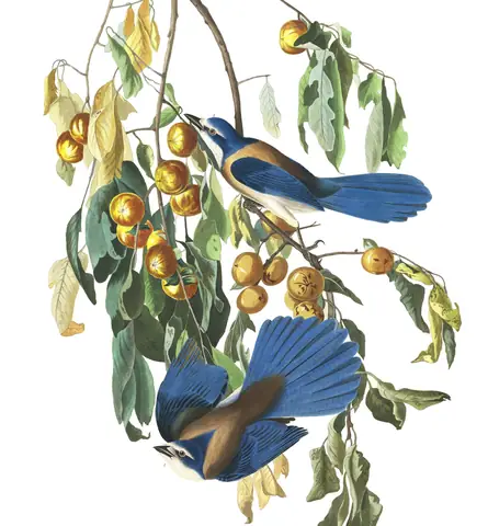 Plate 87 of Audubon's The Birds of America: Florida Scrub-Jay (Aphelocoma coerulescens)