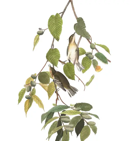 Plate 88 of Audubon's The Birds of America: Bay-breasted Warbler (Setophaga castanea)