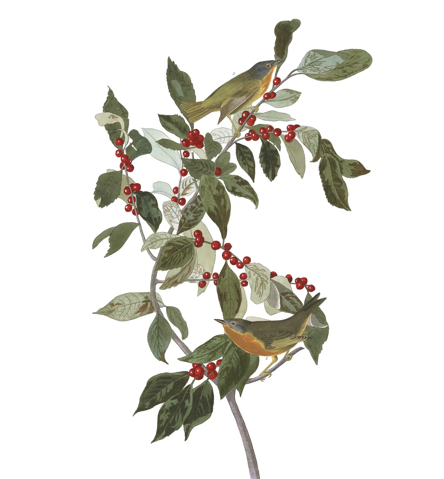 Plate 89 of Audubon's The Birds of America: Nashville Warbler (Leiothlypis ruficapilla)