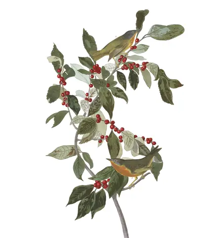 Plate 89 of Audubon's The Birds of America: Nashville Warbler (Leiothlypis ruficapilla)