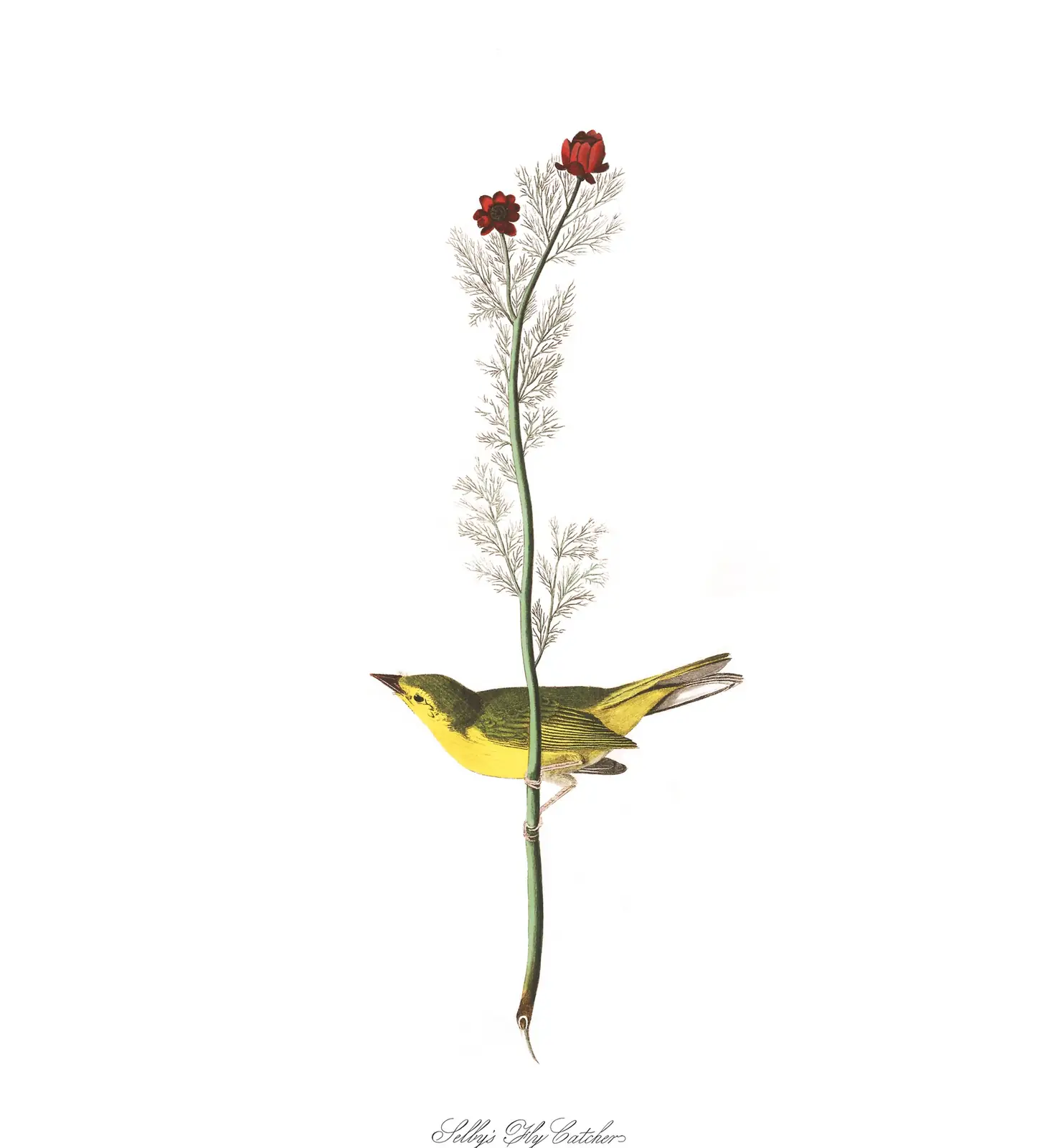 Plate 9 of Audubon's The Birds of America: Hooded Warbler (Setophaga citrina)