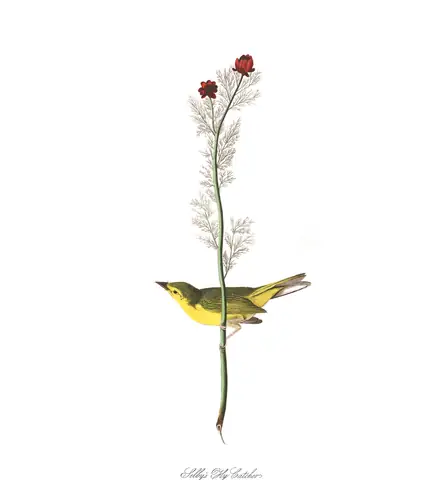 Plate 9 of Audubon's The Birds of America: Hooded Warbler (Setophaga citrina)