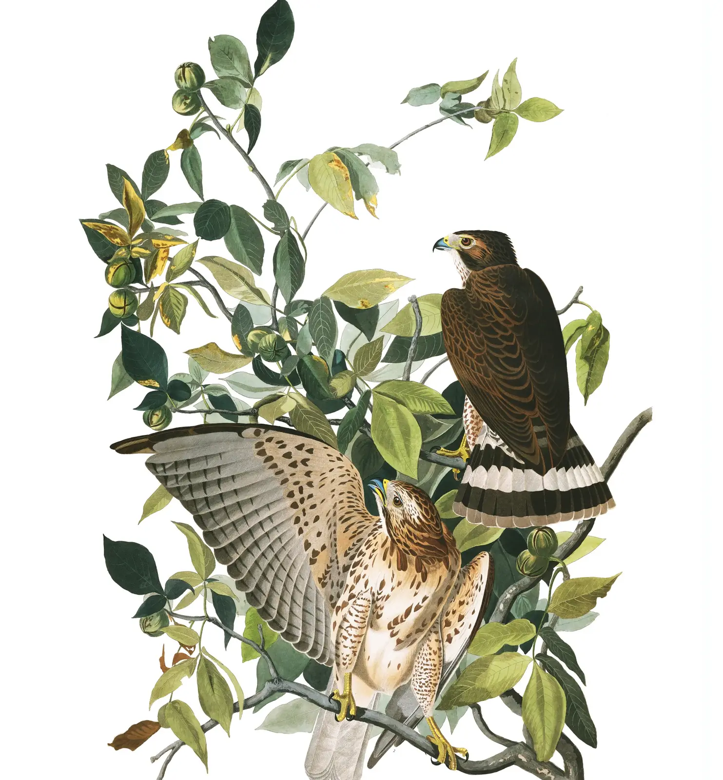 Plate 91 of Audubon's The Birds of America: Broad-winged Hawk (Buteo platypterus)