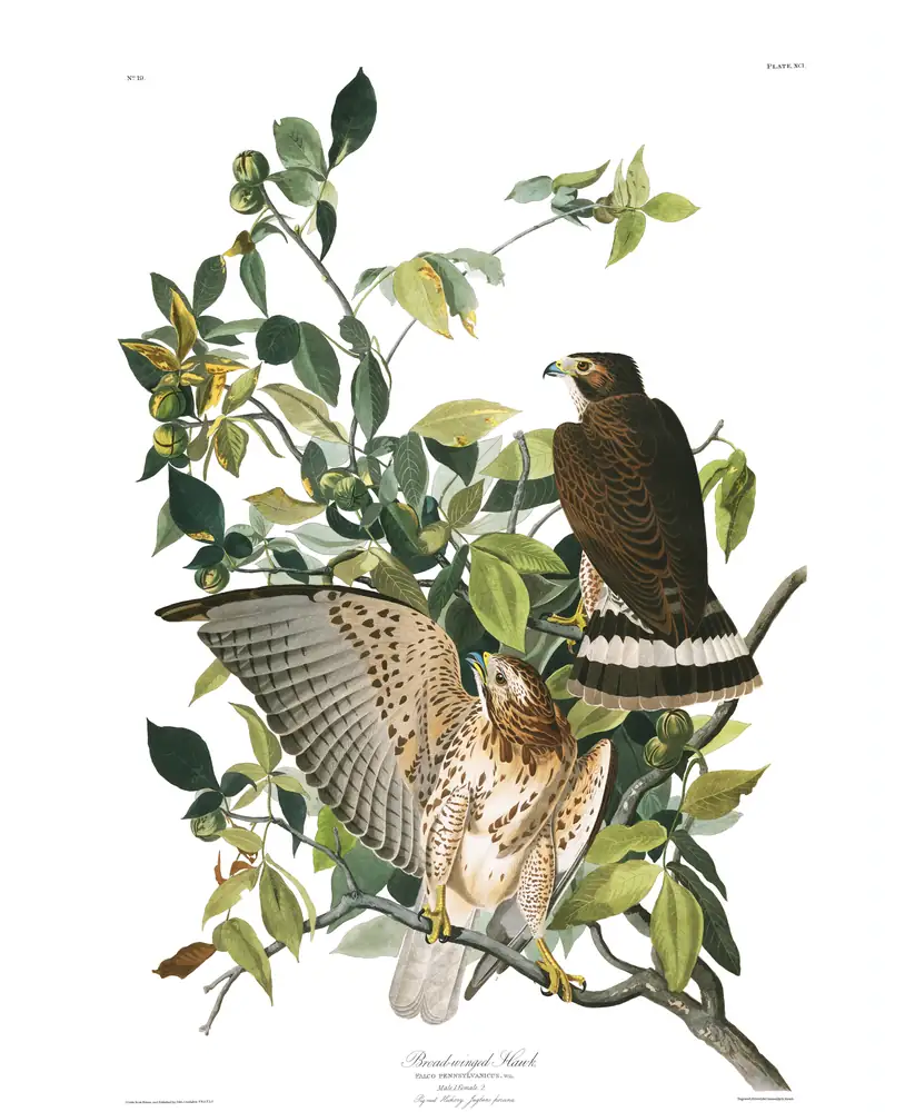 The whole sheet of plate 91, with its engraved caption