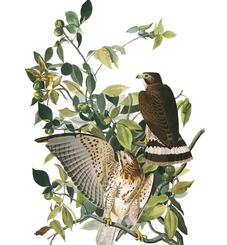 Plate 91 of Audubon's The Birds of America: Broad-winged Hawk (Buteo platypterus)