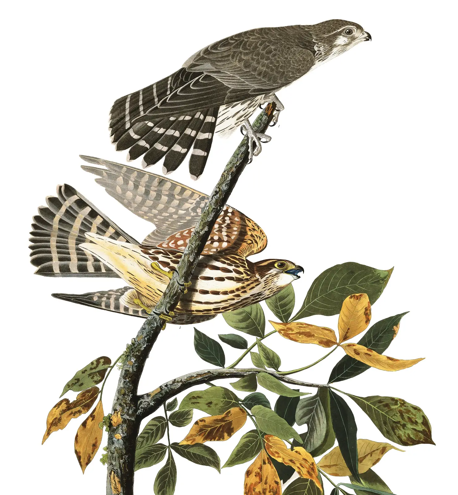 Plate 92 of Audubon's The Birds of America: Merlin (Falco columbarius)