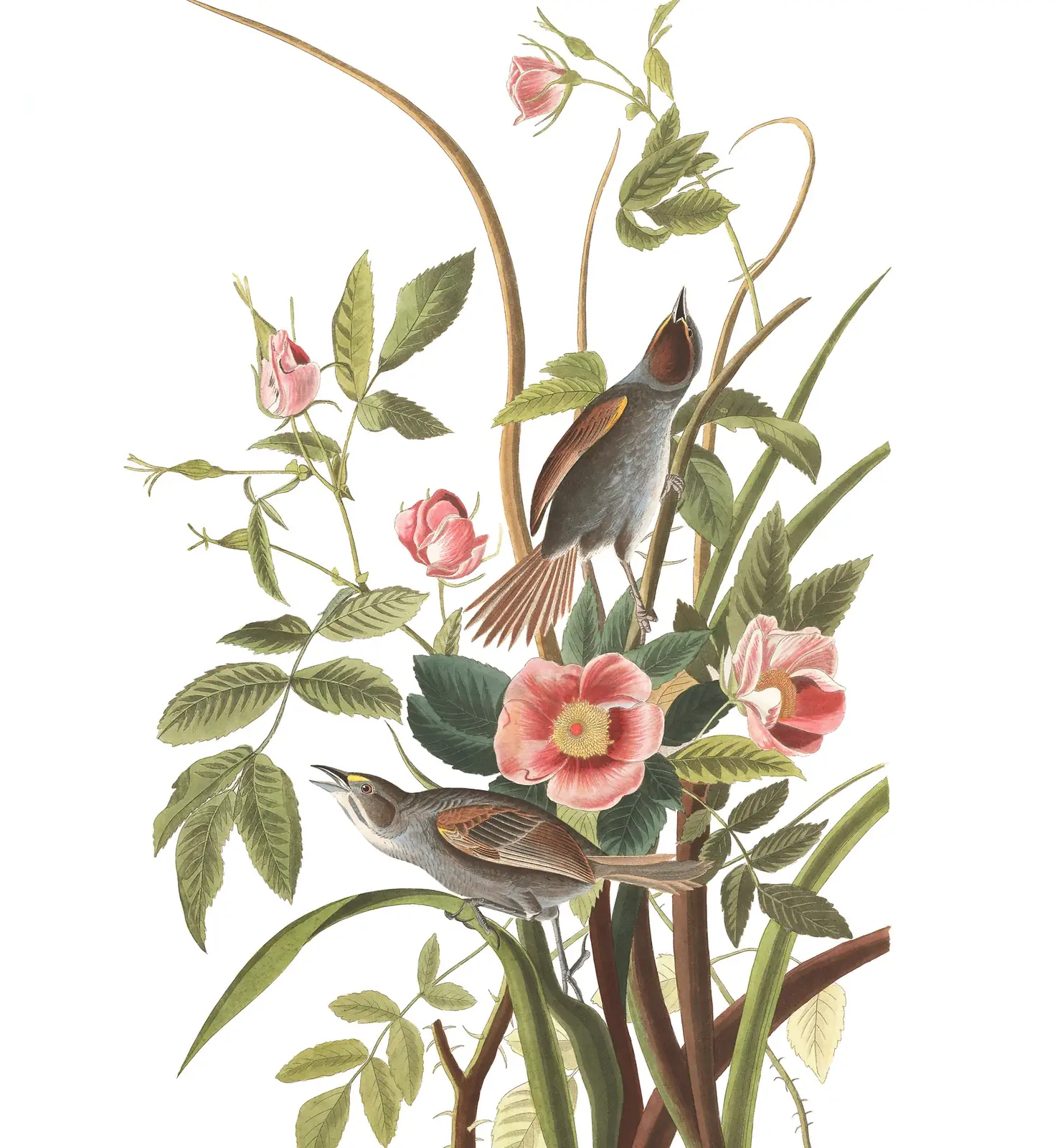 Plate 93 of Audubon's The Birds of America: Seaside Sparrow (Ammospiza maritima)