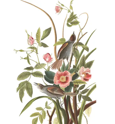 Plate 93 of Audubon's The Birds of America: Seaside Sparrow (Ammospiza maritima)