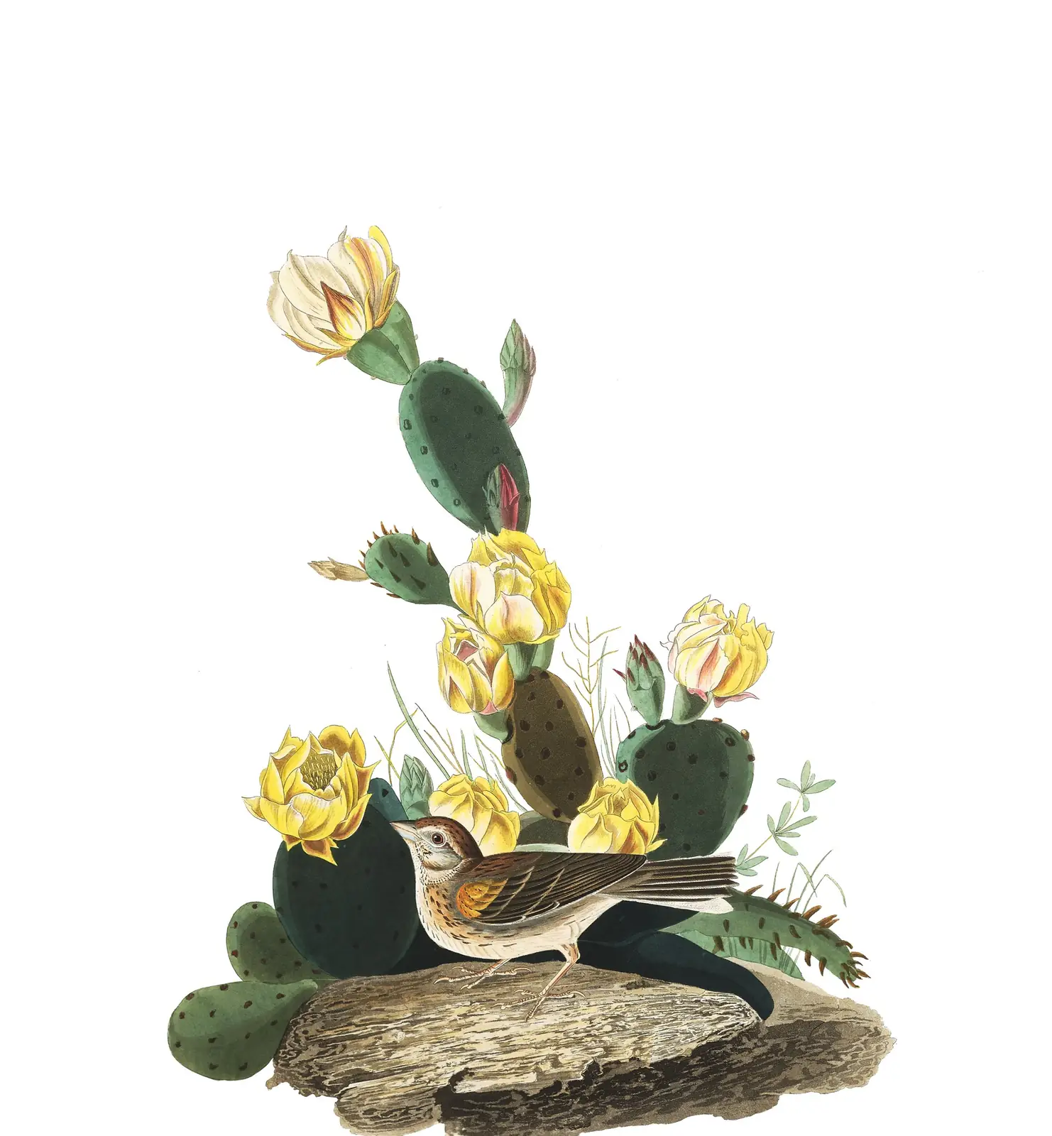 Plate 94 of Audubon's The Birds of America: Vesper Sparrow (Pooecetes gramineus)