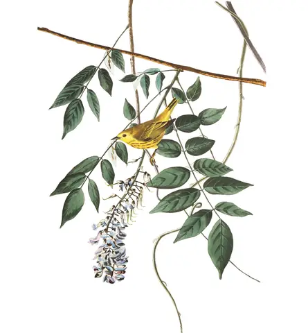 Plate 95 of Audubon's The Birds of America: Northern Yellow Warbler (Setophaga aestiva)
