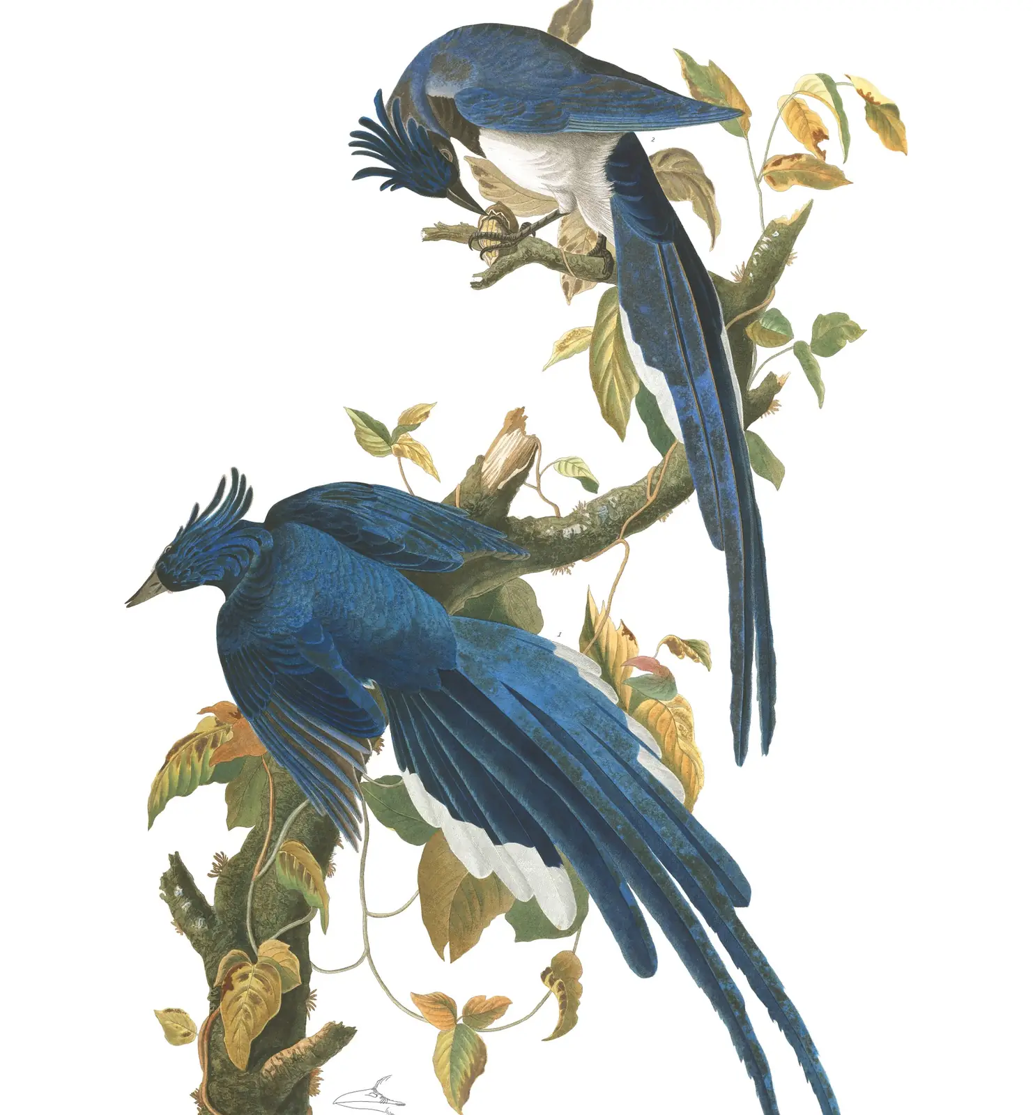 Plate 96 of Audubon's The Birds of America: Black-throated Magpie-Jay (Cyanocorax colliei)