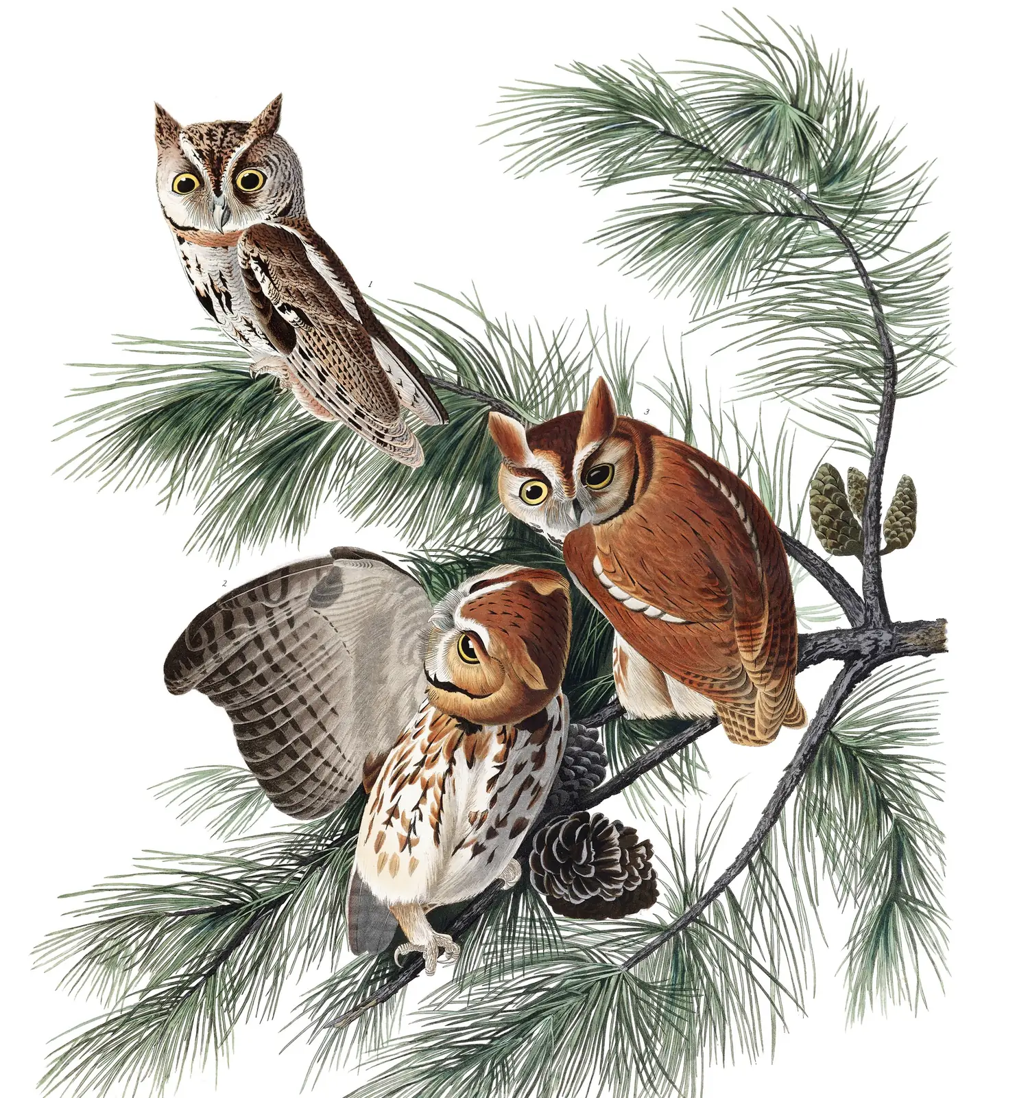 Plate 97 of Audubon's The Birds of America: Eastern Screech-Owl (Megascops asio)