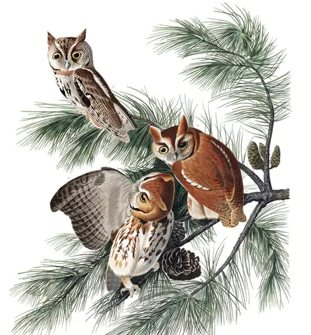 Plate 97 of Audubon's The Birds of America: Eastern Screech-Owl (Megascops asio)
