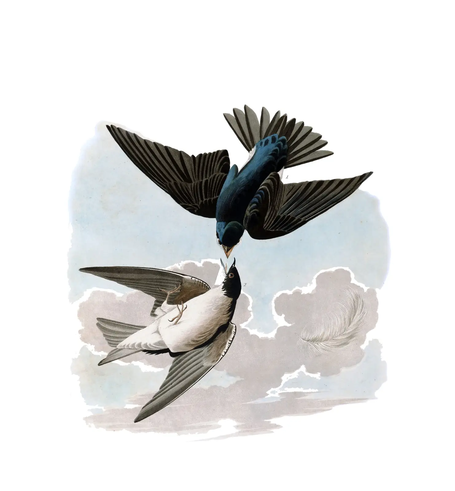 Plate 98 of Audubon's The Birds of America: Tree Swallow (Tachycineta bicolor)