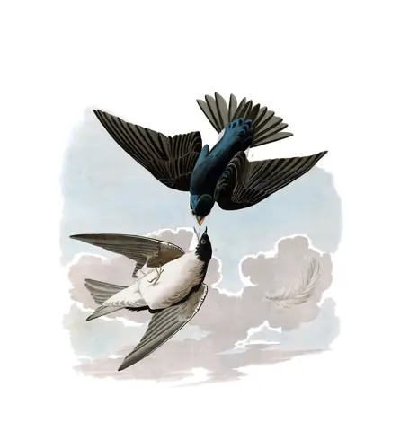 Plate 98 of Audubon's The Birds of America: Tree Swallow (Tachycineta bicolor)