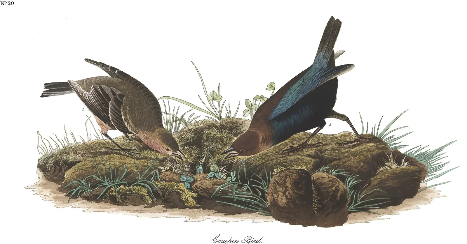 Plate 99 of Audubon's The Birds of America: Brown-headed Cowbird (Molothrus ater)
